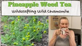 Pineapple Weed Tea - Wildcrafting Wild Chamomile