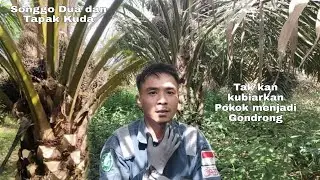 Songgo dua dan Tapak Kuda,. Tak kubiarkan Pokok Gondrong