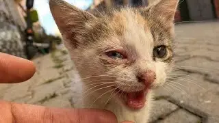 A small cat came to me, expressing her deep sadness because her eye hurt.