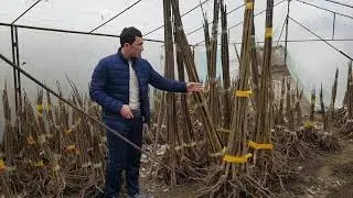 Pavloniya ko'chatlari arzon narxlarda dostavkasi bilan!