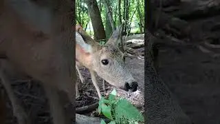 Косули в Подмосковном сафари-парке #сафарипарк #nature #забавныеживотные #animals #wildlife #косуля