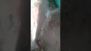 Акула зашла в Реку Амур..