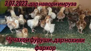 чучахои фуруши дар нохияи фархор барои шумо мухлисон