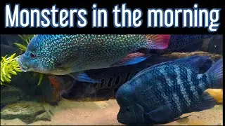my beautiful MONSTERS waking up. and in the spotlight the #geophagus