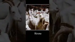 мАмА циплёнок и я цыплёнок 