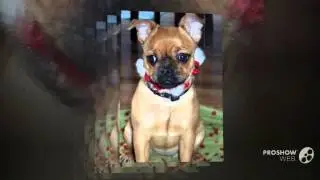Toy Poxer Dog breed