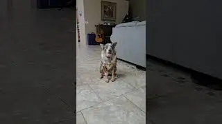 Rio Burrito had a lot to say after the vet! #dog #doglove #funny #happydog #doglovers #happydoghappy