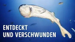 Arten, die nur einmal gesehen wurden