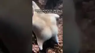 ПОПА МОРСКОЙ ЗВЕЗДЫ ШОК 