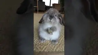 My Bunny Aragorn Cleaning His Face :)