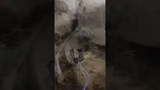 Доим Корову