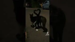 Милое видео милые коты!