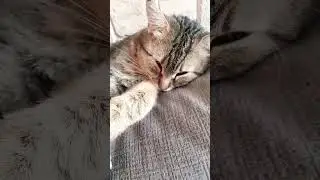 #кисонька #кошки #cat #кошка #тесса