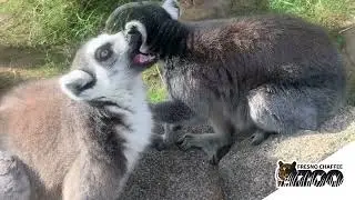 Lemur Cuisine