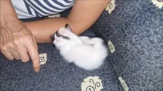 Мика - первые попытки играть.