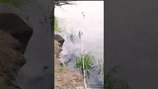 Карап Чуть не утащил удочку #рыбалка #fishing #карп #сазан
