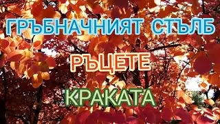 ЕМОЦИИТЕ и ТЯЛОТО | Как въздейства  психосоматиката? | ТЕХНИКИ | @ВЕКТОР