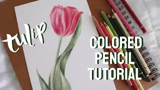 HOW TO DRAW A TULIP WITH COLORED PENCIL | Realistic Flower Colored Pencil Tutorial
