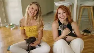 Pequeños chihuahuas