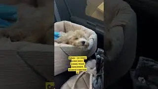 Собака – это точная копия своего хозяина, только уменьшенная, мохнатая и хвостатая😃🥹.