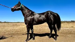 🔥DÉBUT DE UN G1 EN 🇲🇽 San Lorenzo Ivory🆚Dont Sass KVN⭐ Satevo Racetrack, CHIH.
