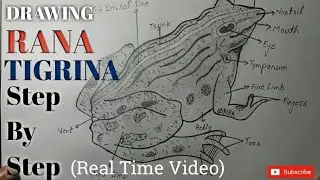 How to draw RANA TIGRINA//Step By Step//Real Time Videio👍👍
