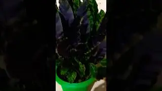 QUEM DE VOCÊS JA TROCOU  OS NOMES DAS PLANTAS  #maranta FRANJADA