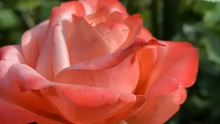 ЛУЧШЕ ОСЕННЯЯ ИЛИ ВЕСЕННЯЯ ПОСАДКА РОЗ?