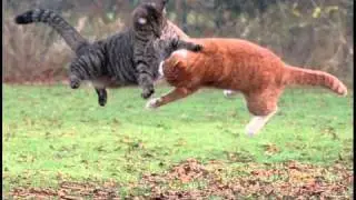 Ninja Cats