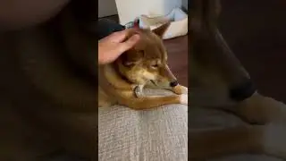 @VitaminDelicious  I got your doge