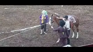 Toro - Bull - Horse