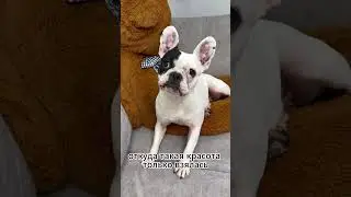 Откуда взялась такая?🤤