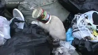 Спас кота на помойке