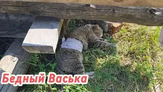 Залили фундамент под баню/Спасаем Ваську/Дачные дела.