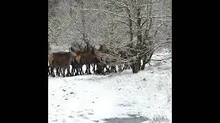 Group Of Deer In Forest🌲🌲|Deer 🦌🦌Running🏃||#shorts #deer #forest #running