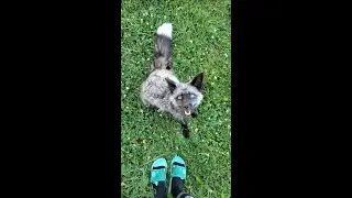 Muttias wants to go to the park!