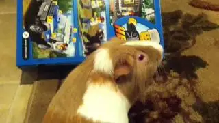 Guinea Pig Efforts