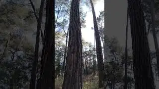 Курорт Пицунда зимой пицундская сосна январь 2025 Абхазия