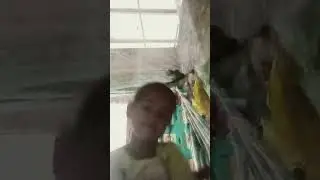 Lia kudu smrng
