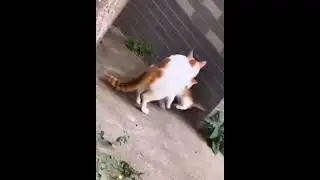 Воспитание 😽