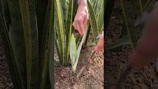 Digging Snake Plant Seedlings #satisfying #plants