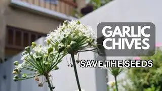 How To Save Garlic Chive Seeds | Chives for a Beautiful Garden
