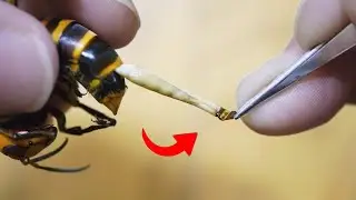 The Startling Truth Behind Why Bees Die After Stinging!