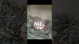 Помог деду сделать гнездо для курицы