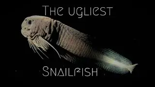 If You Thought Blobfishes Are Ugly, WAIT UNTIL YOU SEE THIS MONSTROSITY!