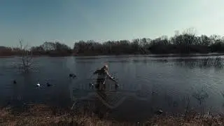Скоро откроется весенняя охота на селезня | утиные чучела Softplast Alfa