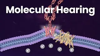 The Incredible Mechanics That Make You Hear