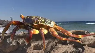 Крабы на пляже. Веселый клип про жизнь крабов за 53 секунды. Морские крабы в Египте