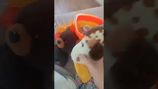 Pizza Tower Screamings the «Новые Приключения Желейного Медведя Валеры и его друзья»