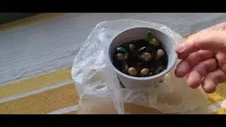 Кливия .Какой результат их посева.